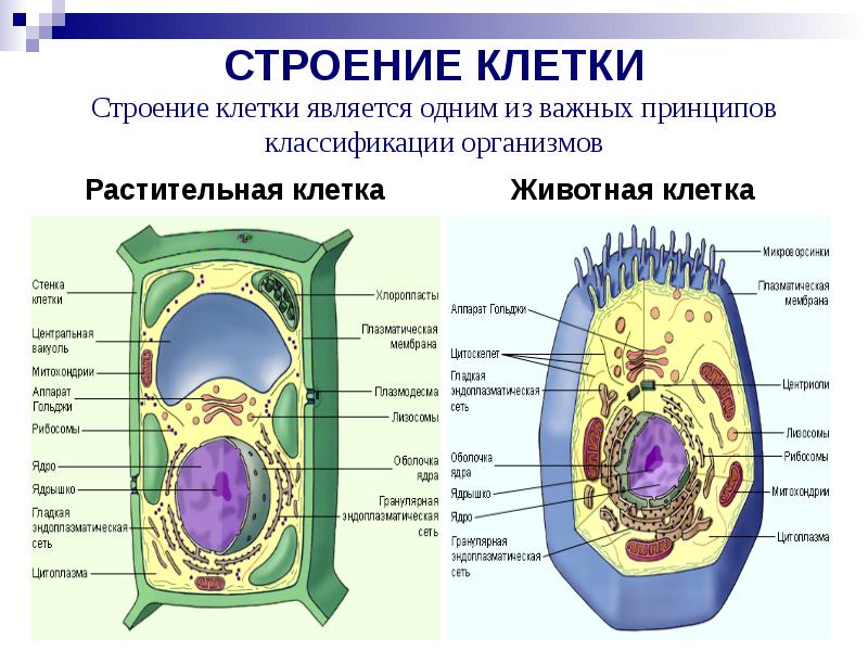 Презентация клетка 5 клетка