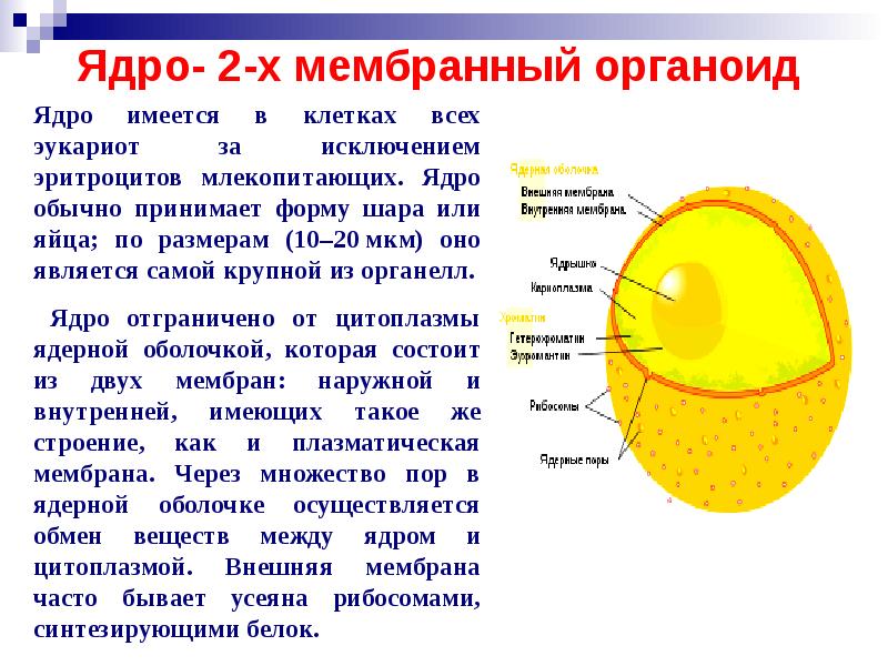 Слой живых клеток способных делиться и образовывать клетки других тканей обозначен на рисунке цифрой