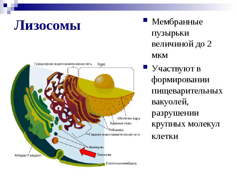 Клеточная теория строения организмов проект