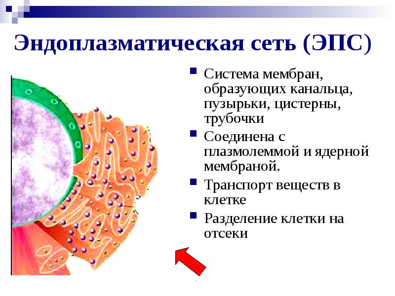 Клеточная теория строения организмов проект