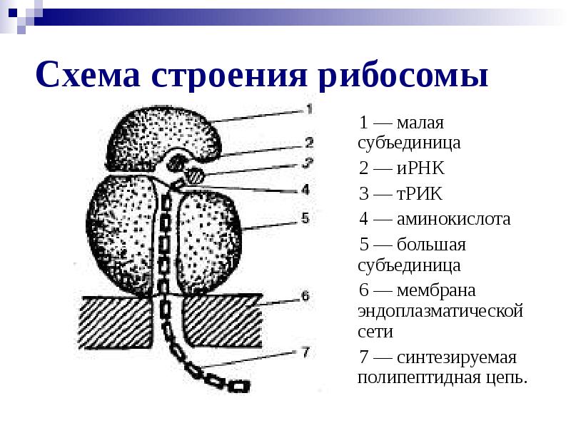 Клеточная теория строения организмов проект