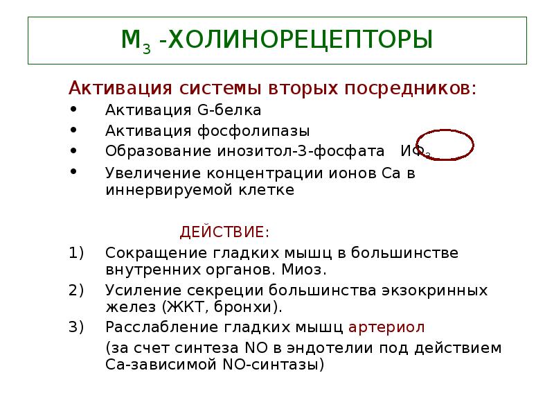 М холинорецепторы. М2 холинорецепторы локализованы. М3 холинорецепторы механизм. М3 холинорецепторы локализация. Активация м холинорецепторов.