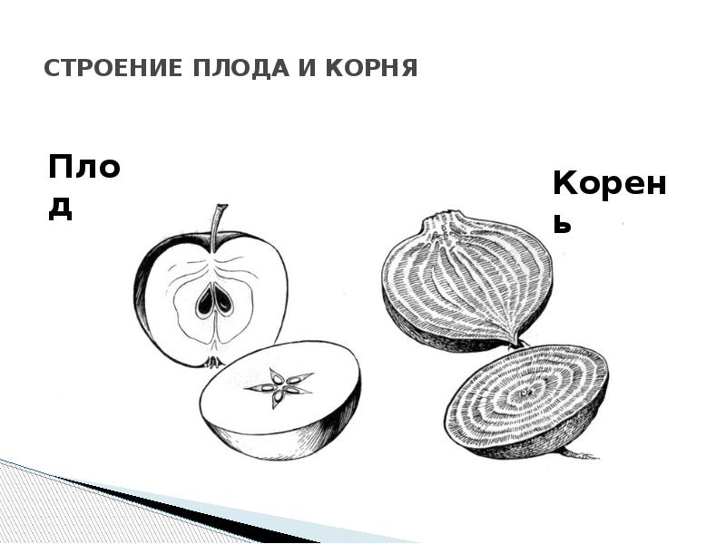 Строение плода картофеля