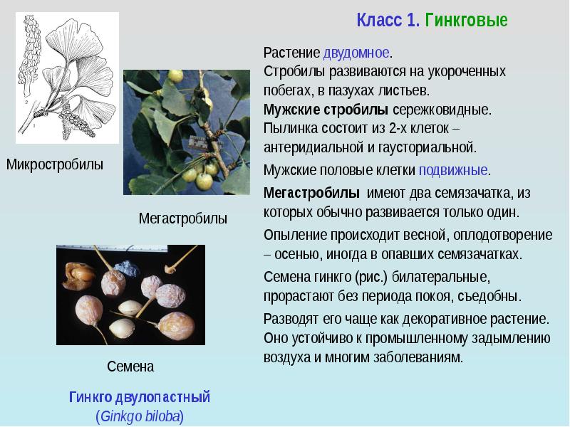 Гинкговые растения презентация