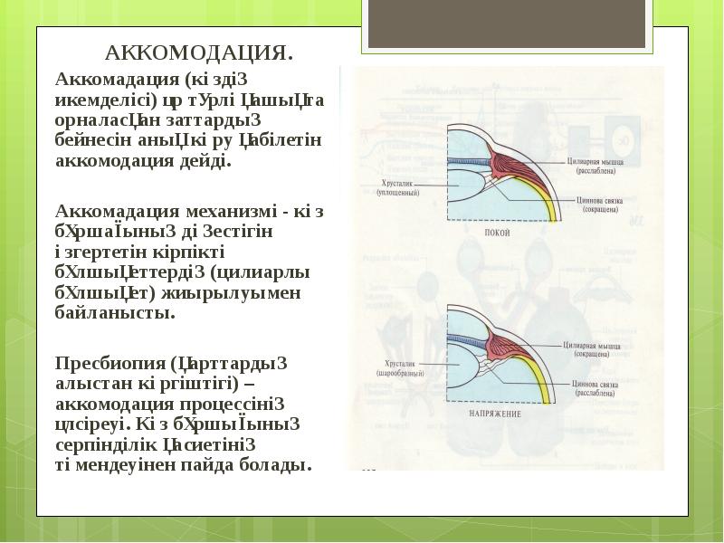 Аккомодация офтальмология презентация