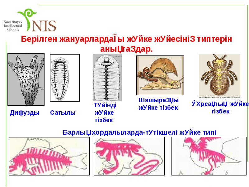 Жүйке жүйесі презентация