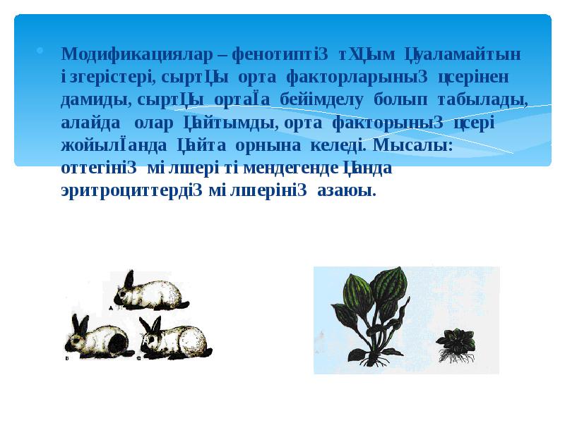 Модификациялар – фенотиптің тұқым қуаламайтын өзгерістері, сыртқы орта факторларының әсерінен дамиды, Модификациялар – фенотиптің тұқым қуаламайтын өзгерістері, сыртқы орта факторларының әсерінен дамиды,