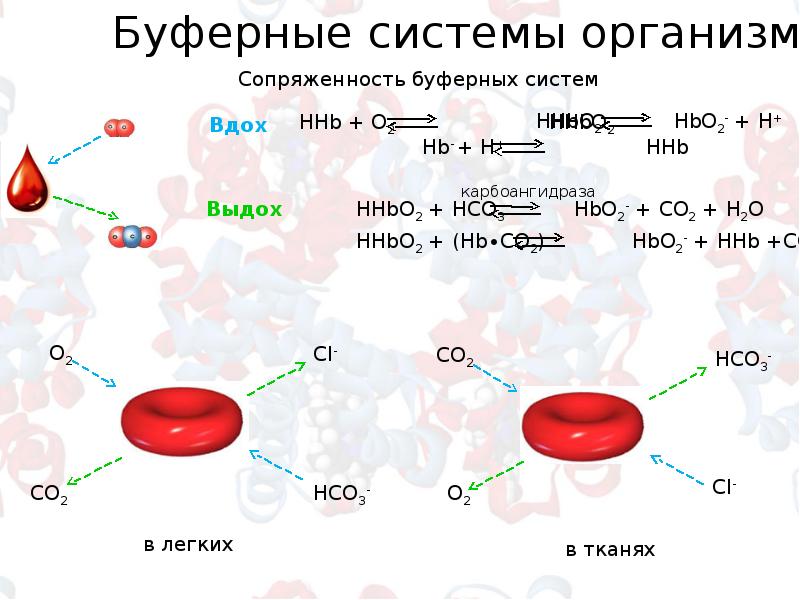 Презентация буферные системы