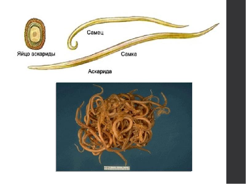 К какому типу животных относят аскариду. Круглые черви аскарида человеческая. Человеческая аскарида (Ascaris lumbricoides). Энтеробиоз аскаридоз трихинеллез.