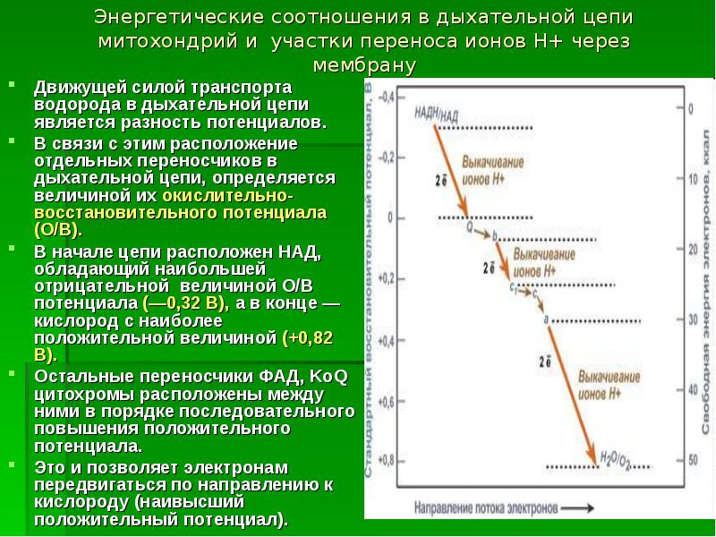 Потенциал направления