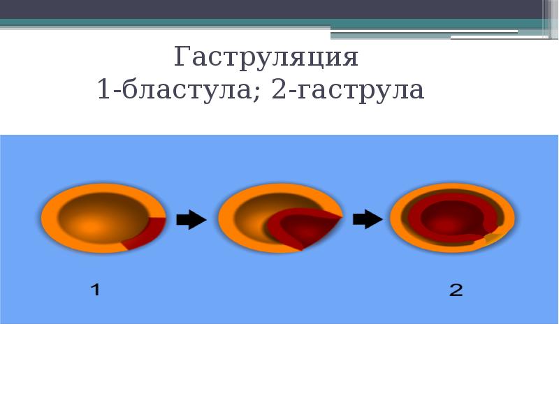 Гаструляция 1-бластула; 2-гаструла Гаструляция 1-бластула; 2-гаструла