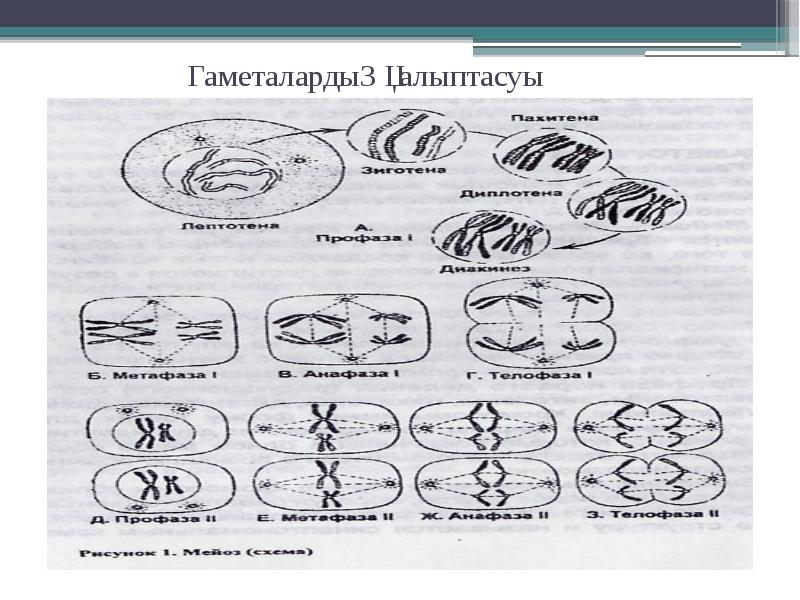 Гаметалардың қалыптасуы Гаметалардың қалыптасуы