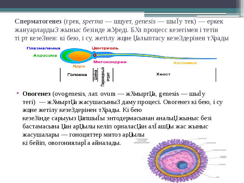 Сперматогенез (грек, sperma — шәует, genesis — шығу тек) — еркек жануарлардың жыныс безінде жүреді. Сперматогенез (грек, sperma — шәует, genesis — шығу тек) — еркек жануарлардың жыныс безінде жүреді.