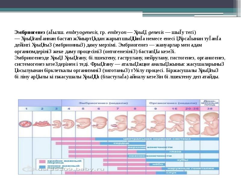 Эмбриогенез (ағылш. embryogenesis, гр. embryon — ұрық, genesis — шығу тегі) — ұрықтанғаннан бастап жұмыртқадан жарып шыққанға немесе енесі Эмбриогенез (ағылш. embryogenesis, гр. embryon — ұрық, genesis — шығу тегі) — ұрықтанғаннан бастап жұмыртқадан жарып шыққанға немесе енесі
