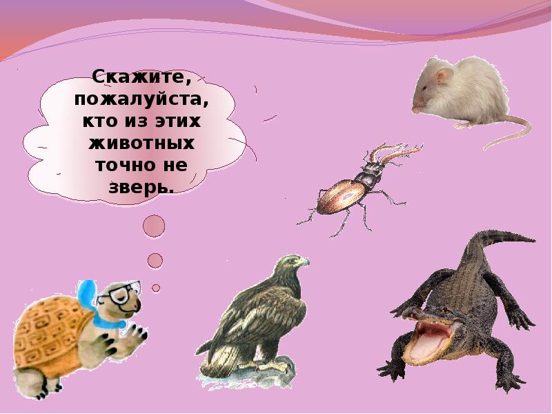 Кто такие звери