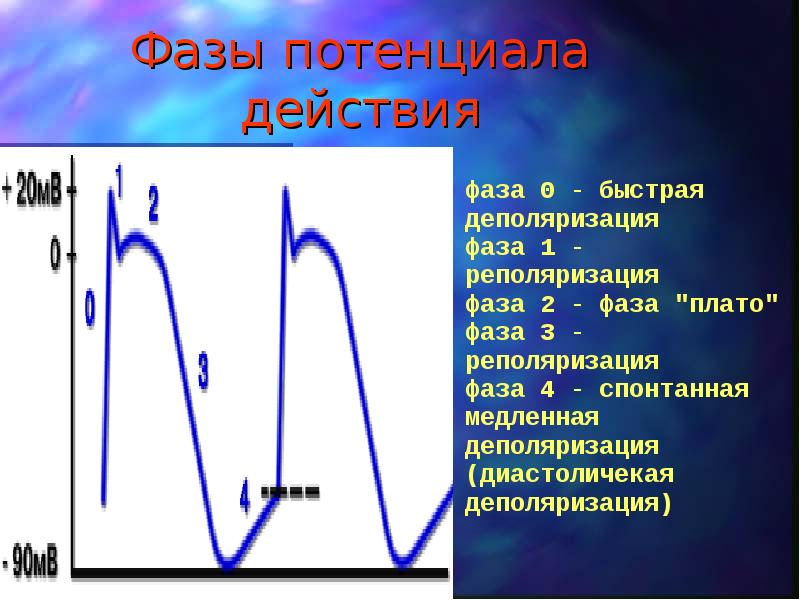 Фазы потенциала действия