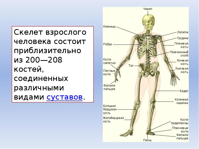 Опорно двигательная система рисунок