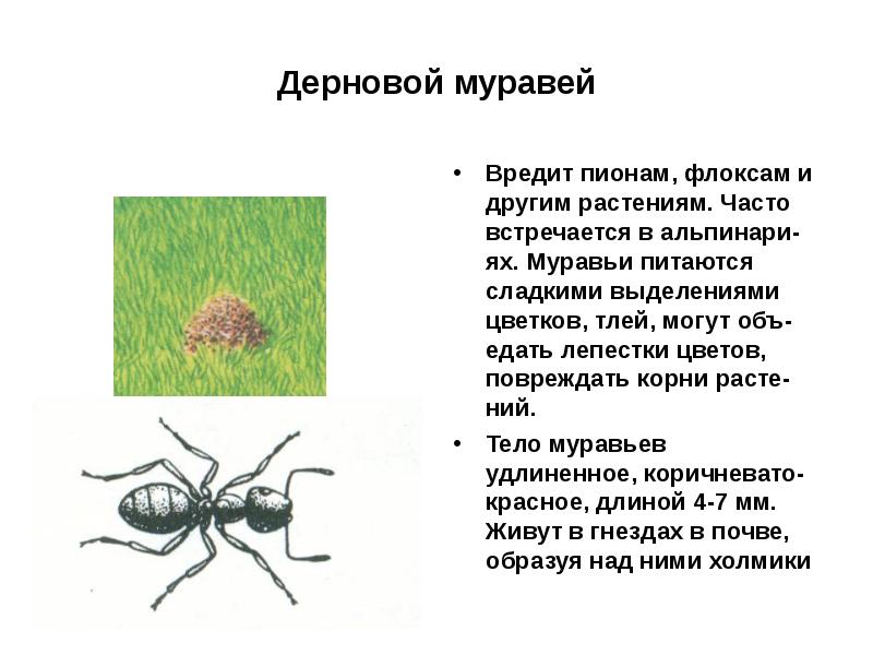 Какое насекомое выделяет сладковатую жидкость