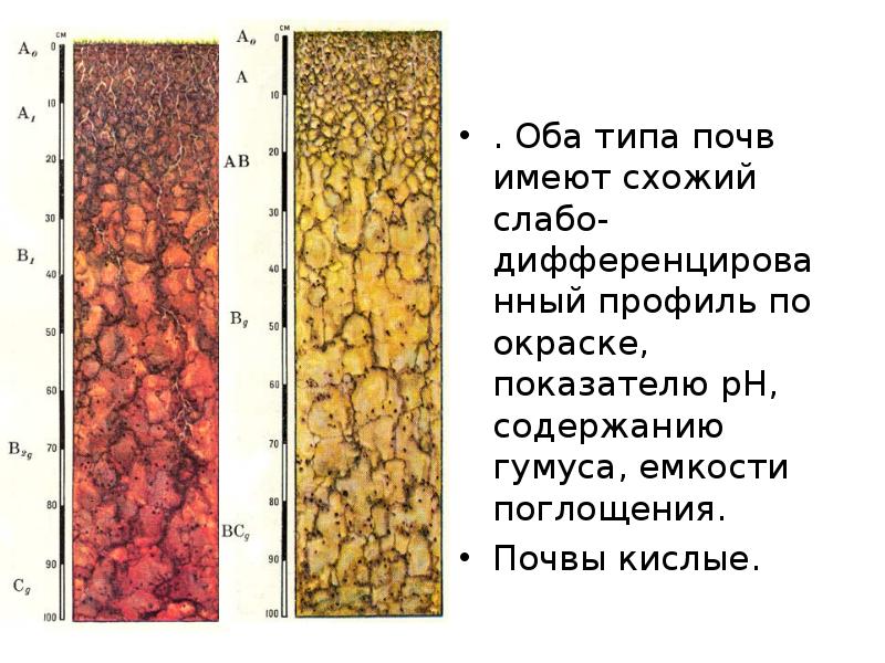 Почва субтропической зоны. Красноземы и желтоземы влажных лесов почвенный профиль. Красно желтые ферраллитные почвы в России. Таблицу почвы желтоземы и красноземы. Типы почв краснозем желтозем.