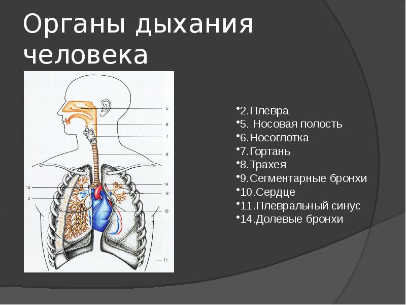 Дыхание человека презентация