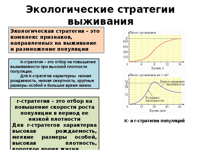 На рисунке изображена зависимость интенсивности жизнедеятельности организма от количества