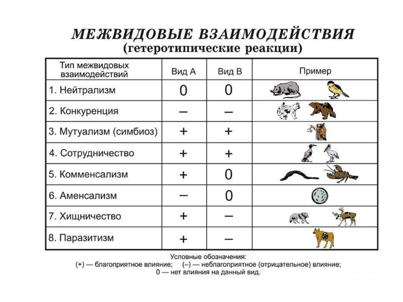 Типы взаимодействия организмов презентация экология 10 класс