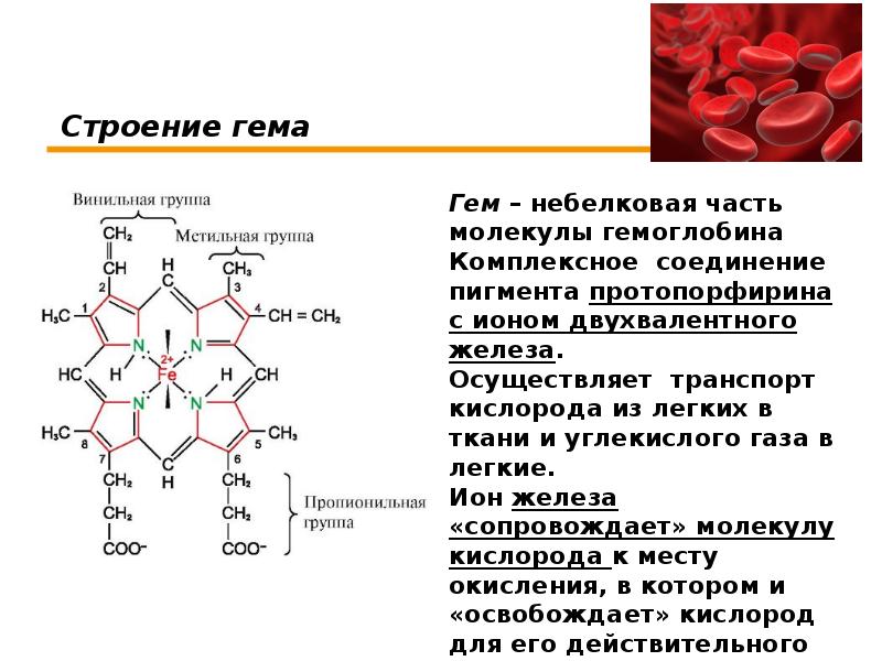 Гемоглобин биохимия презентация