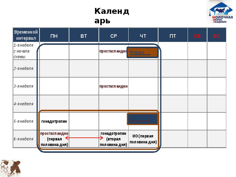 Схема осеменения коров с сурфагоном