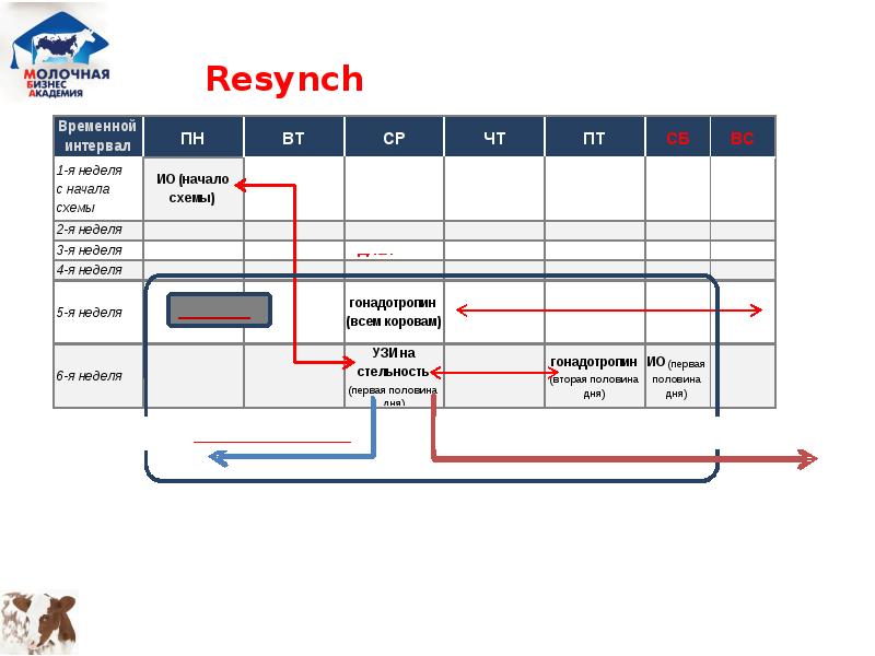 Пресинх для коров схема синхронизации