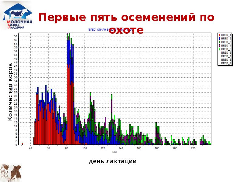 Схема осеменения коров с сурфагоном