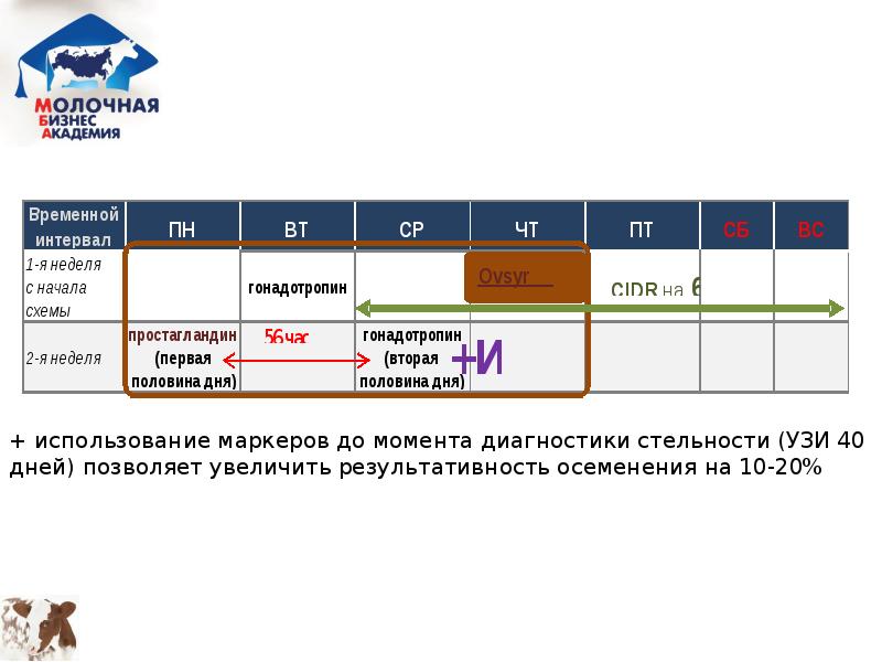 Синхронизация половой охоты у коров схемы