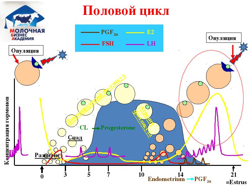 Синхронизация половой охоты у коров схемы