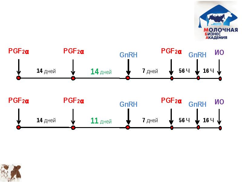 Синхронизация половой охоты у коров схемы