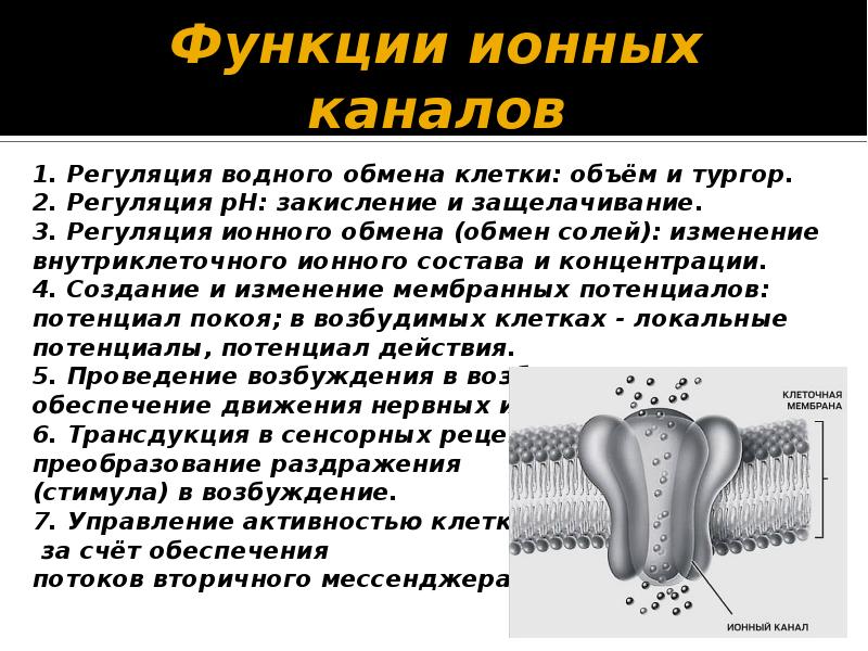 Виды каналов мембраны