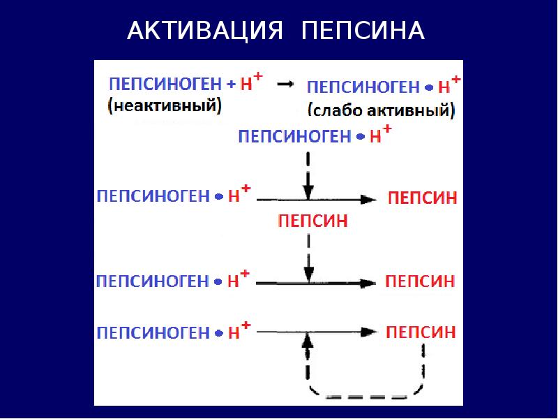 Схему активации пепсиногена