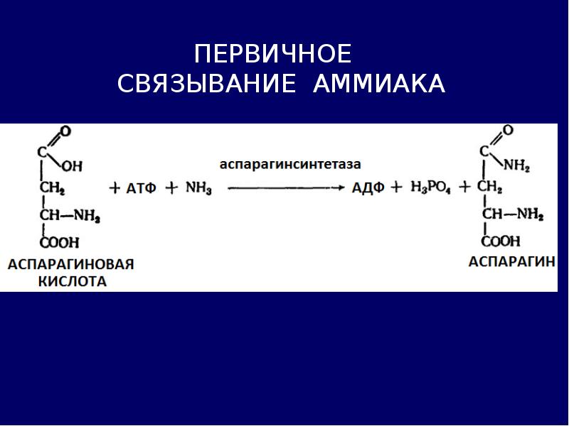 Гидролиз белков пепсином