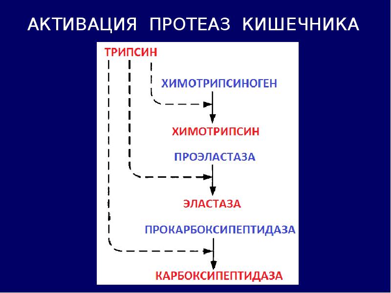 Схему активации пепсиногена