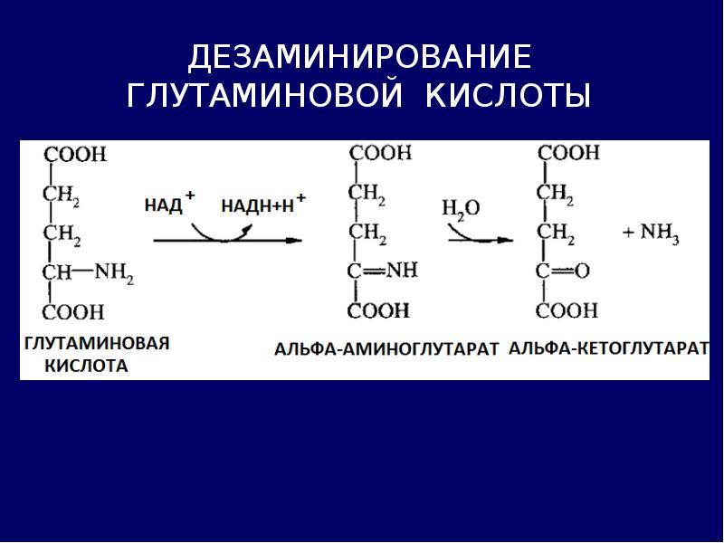 Ферменты дезаминирования. Две реакции образования глутаминовой кислоты. Глутаминовая кислота Альфа кетоглутаровая кислота. Дезаминирование Альфа кетоглутарат. Синетз глутамата из альфакетоглутарата.