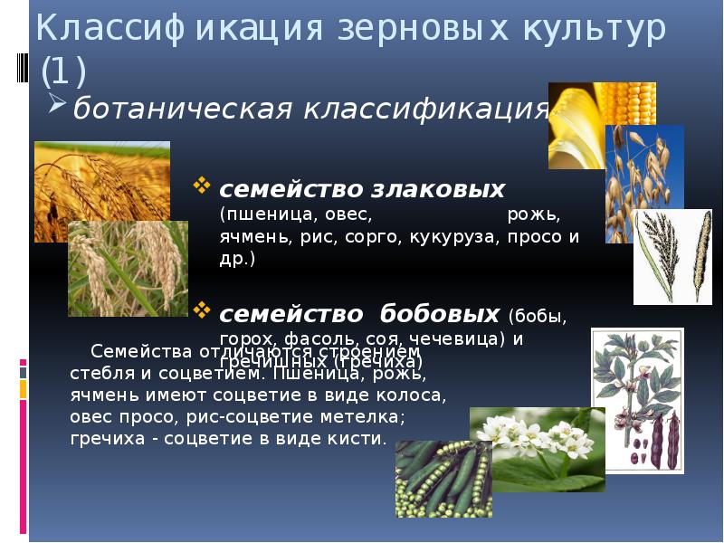 Классификация зерновых