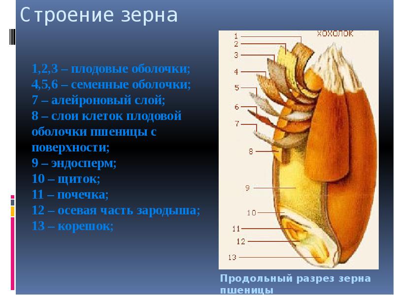 Строение пшеницы. Структура зерна пшеницы. Строение зерновки злаковых культур. Строение пшеничного зерна. Строение зерновки сорго.