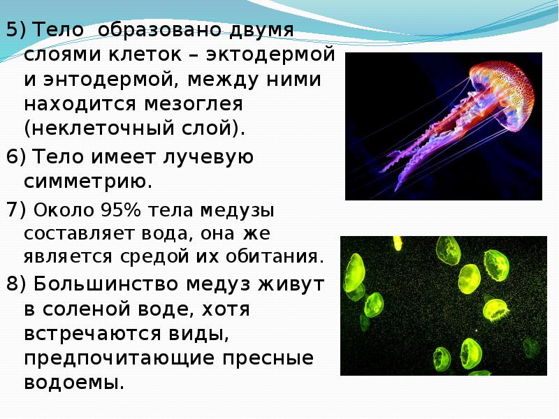 2 слоя клеток. Характеристика медузы. Медузы характеристика кратко. Между эктодермой и энтодермой у медузы расположена. Клеточные слои медузы.