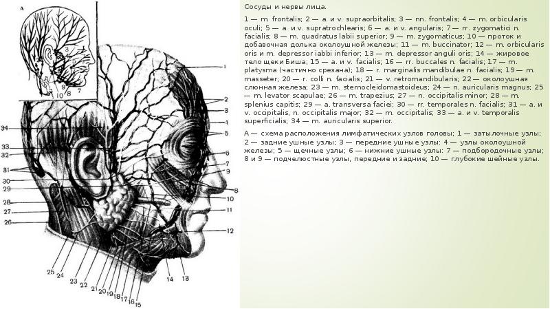 Нервы на лице схема