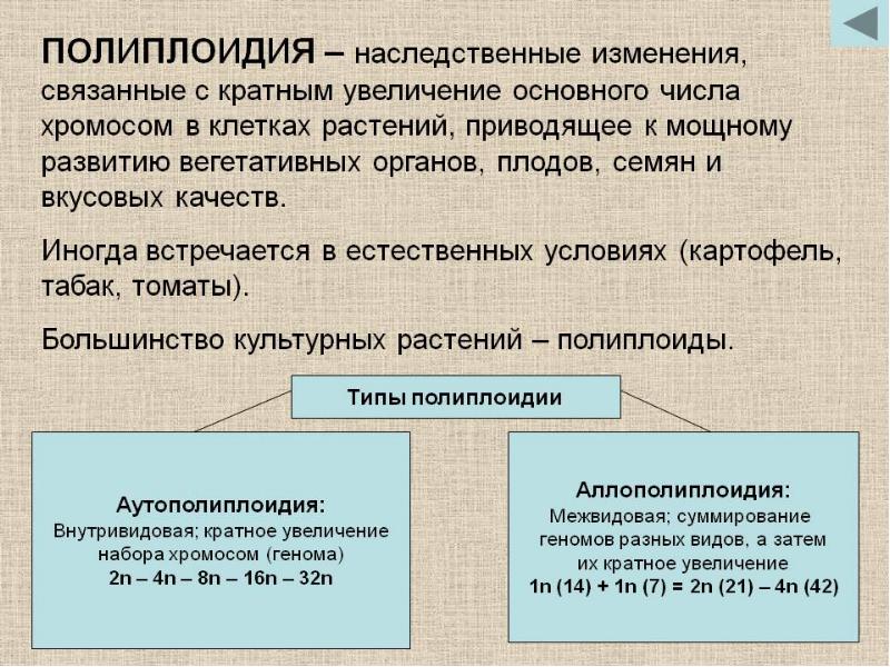 Полиплоидия – кратные изменения (в несколько раз, например, 12 → 24). Полиплоидия – кратные изменения (в несколько раз, например, 12 → 24).