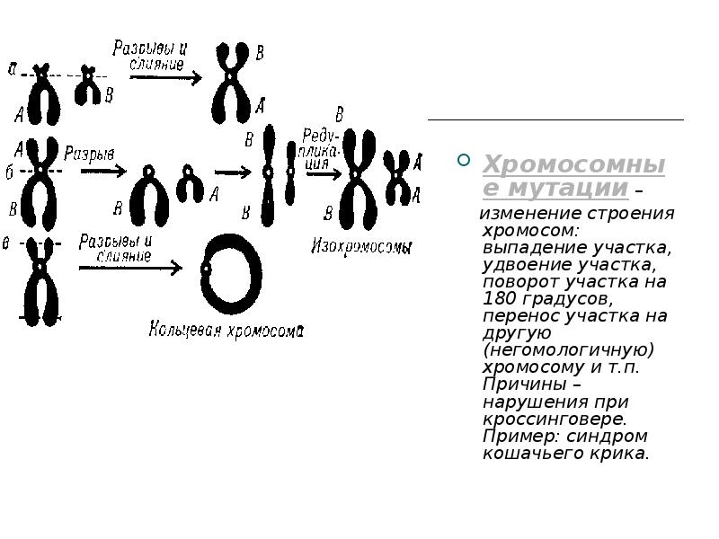 Хромосомные мутации –
изменение строения хромосом: выпадение участка, Хромосомные мутации –
изменение строения хромосом: выпадение участка,