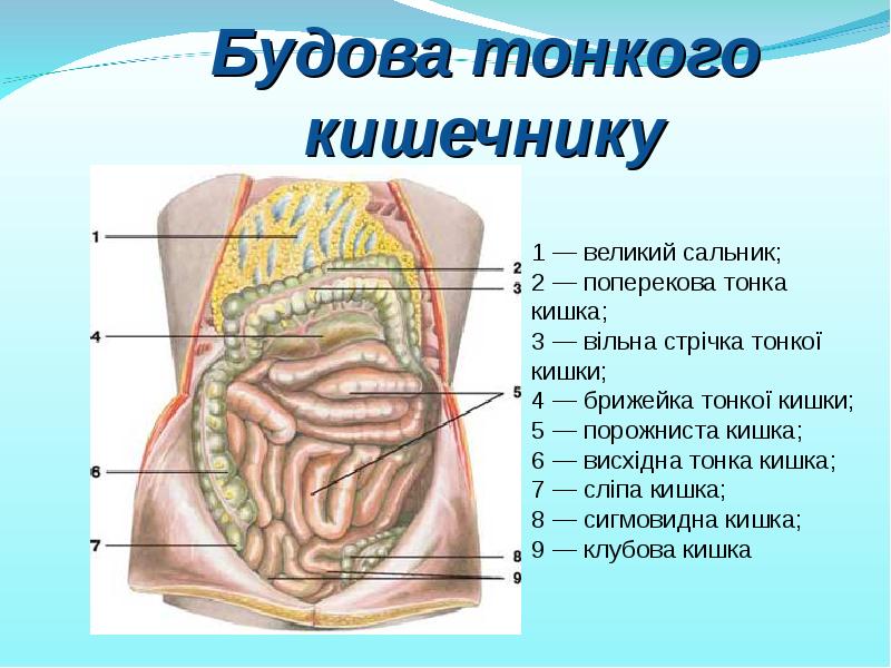 Budova Shlunku Prezentaciya Doklad Proekt