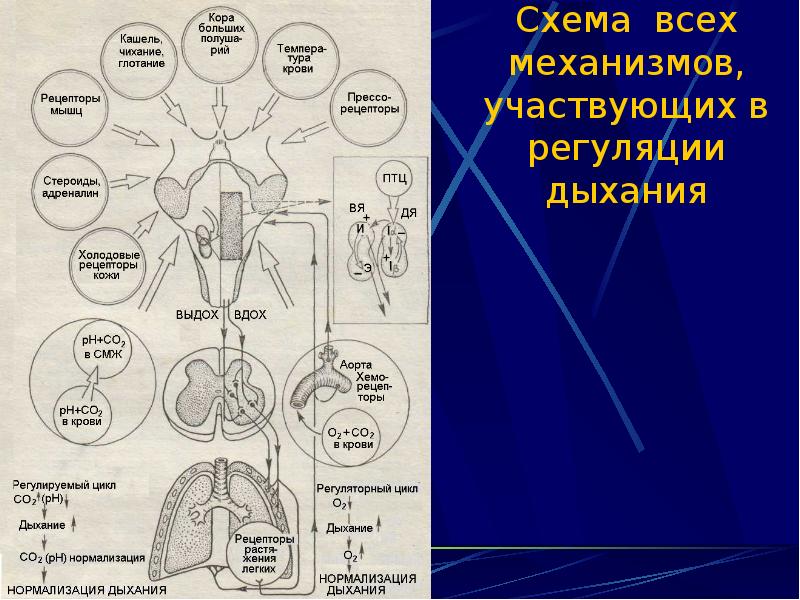 На рисунке изображена схема регуляции дыхания человека