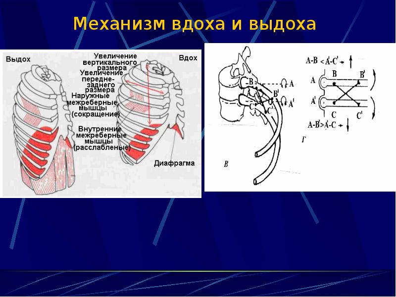 Механизм вдоха. Механизм вдоха и выдоха. Механизм вдоха и выдоха модель. Внешнее дыхание механизм вдоха и выдоха. Мышцы вдоха и выдоха схема.