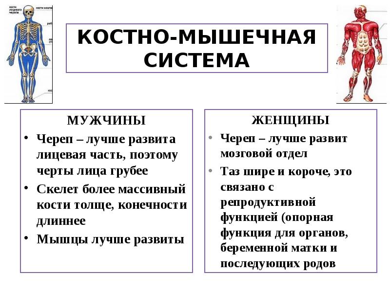 Костно мышечная система