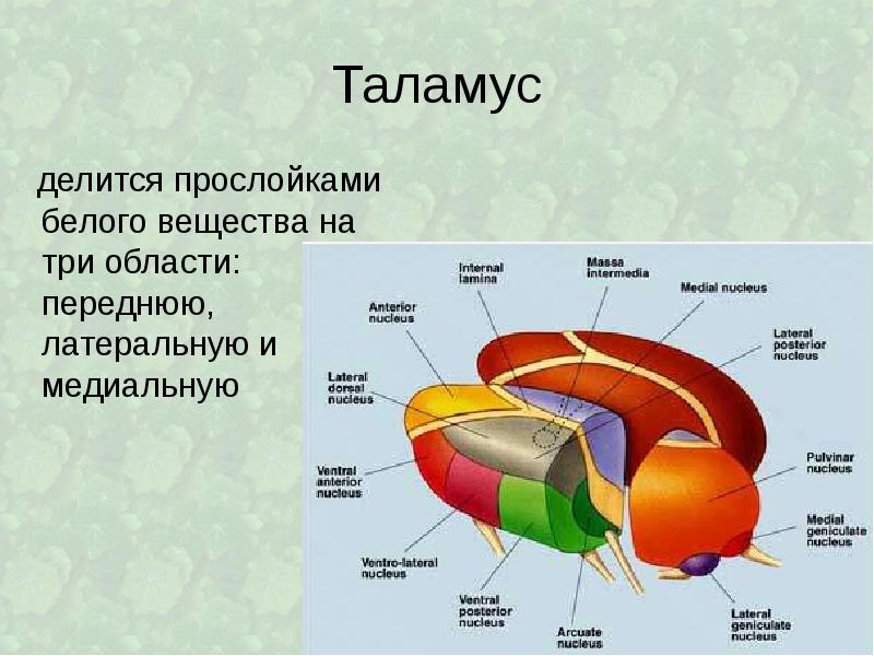 Моторные ядра таламуса