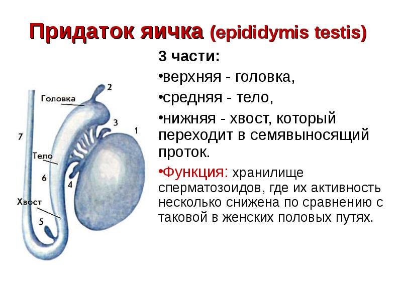 Придаток яичка рисунок